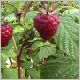 Rubus  Polana Himbeere.html